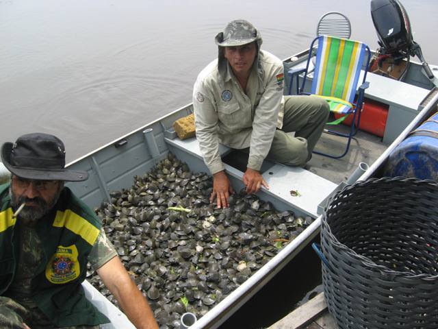 ONG que já plantou mais de 40 mil árvores em Vilhena preserva tartarugas gigantes no rio Guaporé