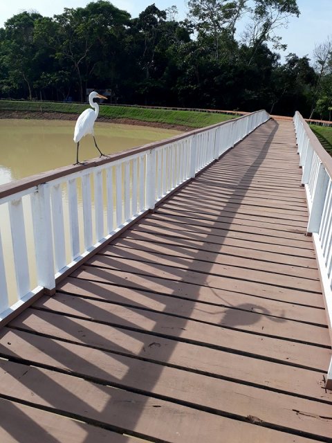 Covardia: vândalos atacam e ferem garça no Parque Ecológico de Vilhena; ave não deve sobreviver