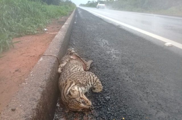 Veja vídeo: apicultor vilhenense encontra filhote de onça pintada morto por atropelamento na BR 364