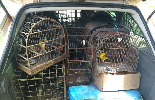 Veja fotos: após ação em criadouro ilegal, Polícia Ambiental devolve 18 aves à natureza em Vilhena