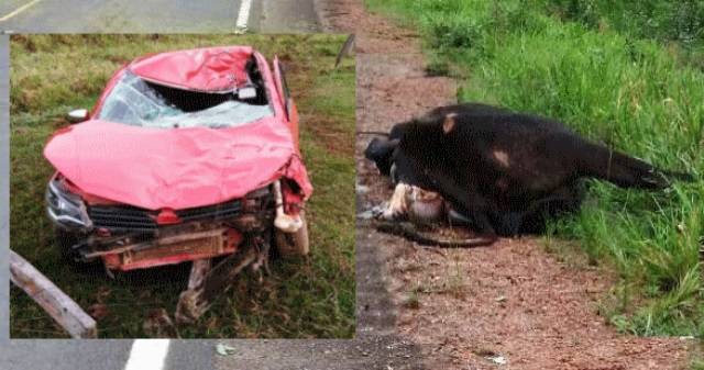 Motorista fica em estado grave após carro atingir boi solto em rodovia entre cidades de Cabixi e Colorado do Oeste 