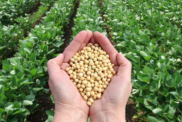 Produção de soja cresce 230% em Rondônia e cidades do Cone Sul lideram em áreas plantadas