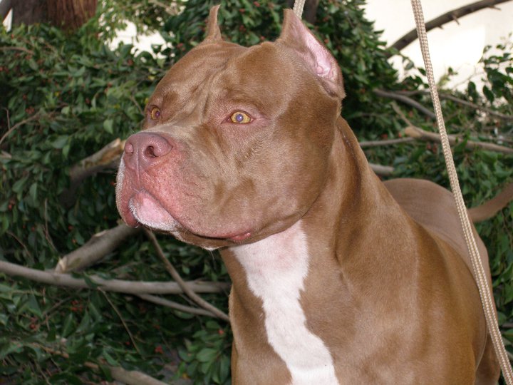 Cão da raça Pit Bull solto nas ruas de Vilhena avança sobe motociclista e provoca pânico