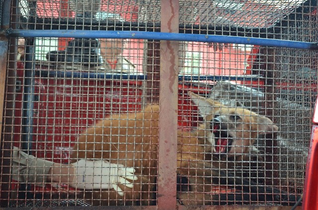 Lobo-guará resgatado na área urbana de Vilhena é solto em reserva indígena do Mato Grosso