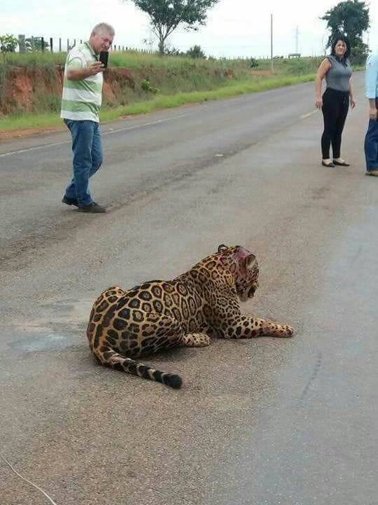Taxista vilhenense flagra onça atropelada em estrada do Mato Grosso