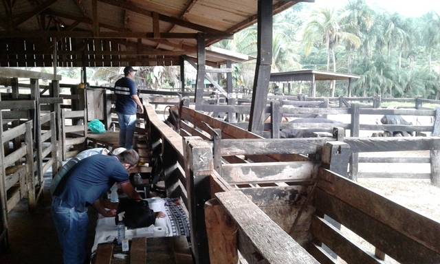 Com melhoramento genético, projeto tenta aumentar produtividade de leite no Cone Sul