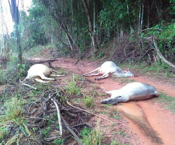 Temporal causa destruição em cidade da região e gado é morto por descarga elétrica