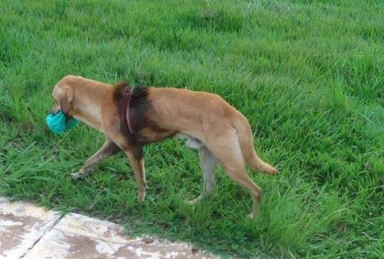 Após sofrer tortura, cão que vivia no aeroporto de Vilhena morre e imagem da brutalidade viraliza