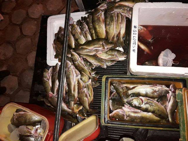 Polícia Ambiental apreende mais de 80 kg de pescado irregular na BR 364 e doa para entidade em Vilhena
