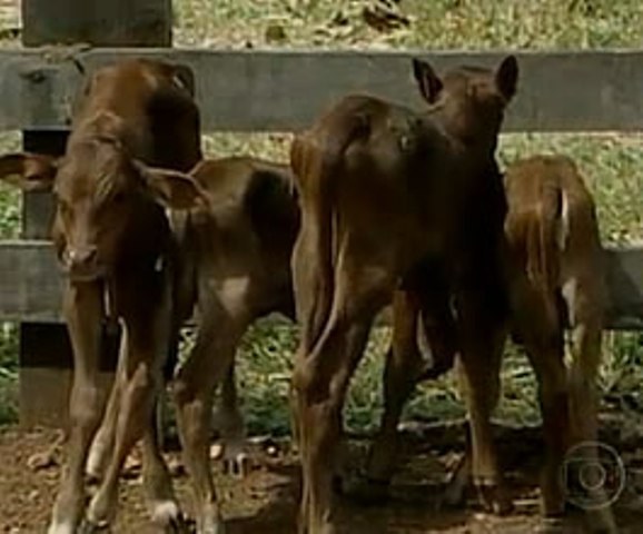CASO RARO: VACA DE CORTE PARIU QUADRIGÊMEOS EM RONDÔNIA