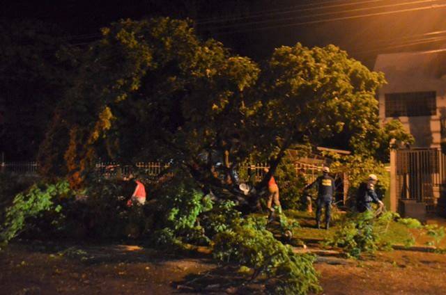Queda de árvore em avenida central de Vilhena mobiliza Bombeiros e interrompe tráfego