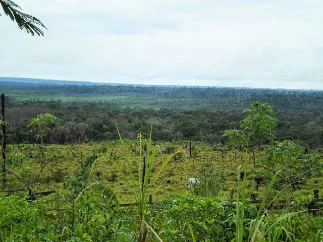 Comércio clandestino de madeira em Vilhena prospera enquanto fiscalização tenta impedir