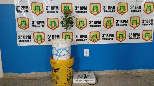 Vilhena: rapaz de 23 anos cai em blitz de trânsito e polícia encontra pé de maconha cultivado em estufa