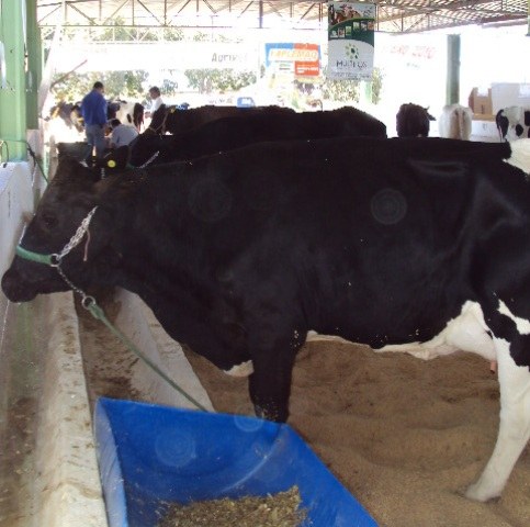 VACA QUE VENCEU CONCURSO NA EXPOVIL PRODUZ MAIS DE MIL LITROS DE LEITE POR MÊS