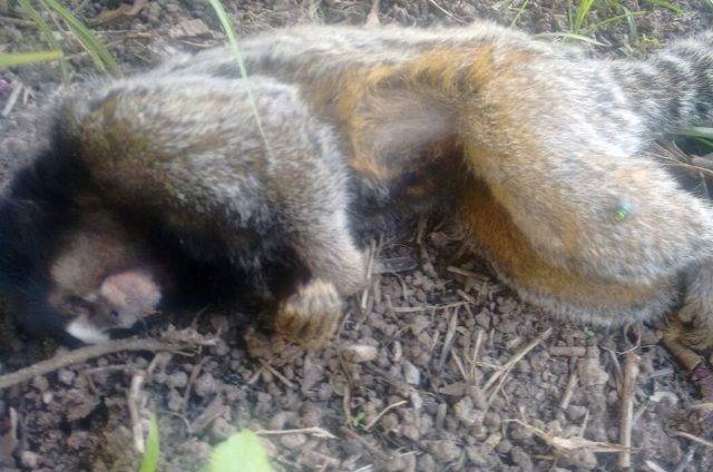 Macacos com vírus da febre amarela são encontrados mortos em cidade a 180 quilômetros de Vilhena
