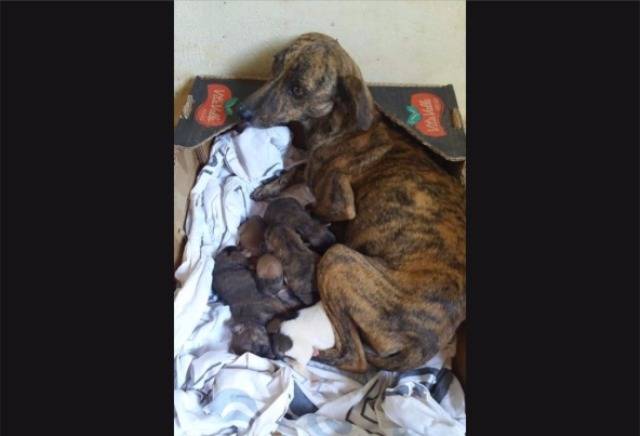 Voluntários resgatam cachorra e filhotes maltratados e revelam crueldades contra animais em Vilhena