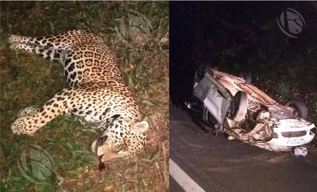 Família de Ariquemes fica ferida após atropelar onça em rodovia e recebe atendimento em hospital de Vilhena