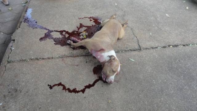 Pit bull ataca pessoas em bairro de Vilhena e é abatido com dois tiros por policial militar; dono pode ser processado