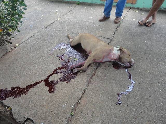 Abate de pit bull a tiros em Vilhena incendeia debates no Facebook; leitor é ameaçado e policial é ofendido