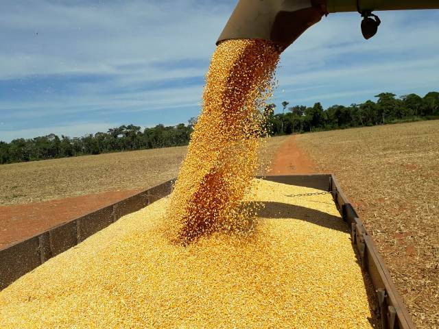 Apesar das perdas pontuais, produtores terão safra de milho histórica este ano em cidades do Cone Sul