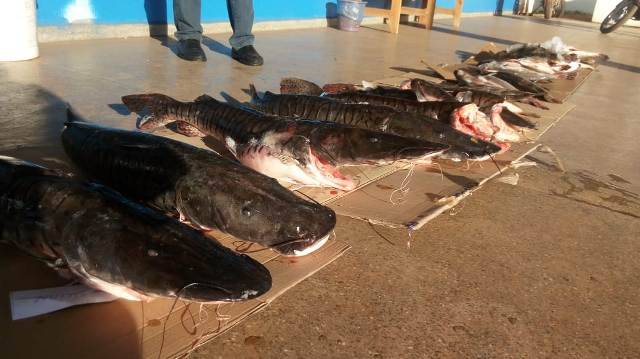 Polícia de Cabixi apreende 120 kg de peixes ilegais com paranaenses e doa para entidades em Colorado do Oeste