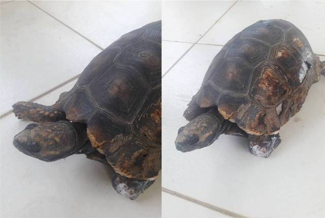 Tartaruga resgatada após sobreviver a incêndio revela drama de animais nesta época do ano em Vilhena