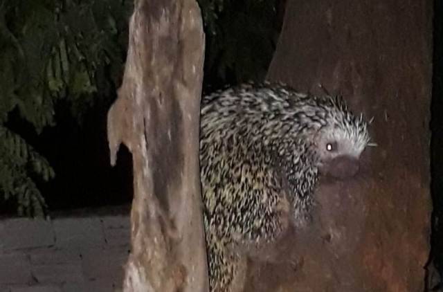 Com queimadas aumentando, Bombeiros capturam três porcos-espinhos no mesmo dia em Vilhena