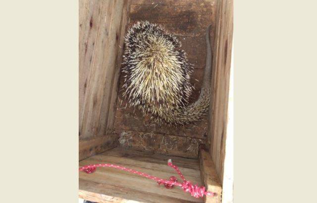 Em cidade que leva animais da fauna silvestre para a panela, mais um ouriço é devolvido à mata por Bombeiros