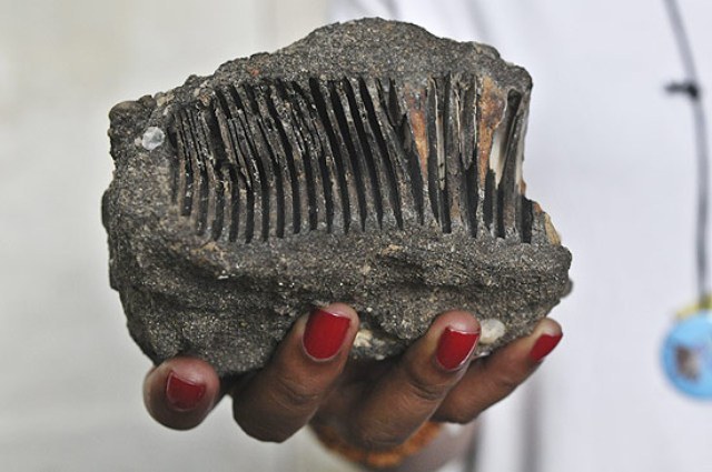 DENTE ACHADO EM RO REVELA QUE ESTADO ABRIGOU ELEFANTES PRÉ-HISTÓRICOS