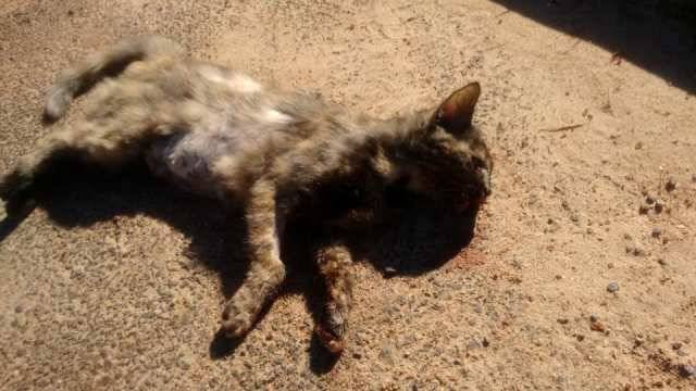 Postada em rede social, imagem de gatinha atropelada e morta por carro provoca revolta em Cerejeiras