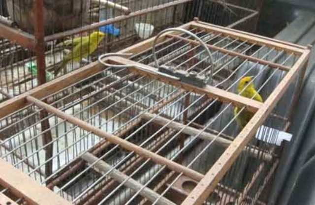 HOMEM DE 84 ANOS É DETIDO POR MANTER PÁSSAROS SILVESTRES EM CATIVEIRO