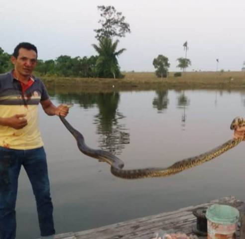 Atacado por sucuri de 3 metros em cidade do MT, empresário captura animal e o devolve à natureza