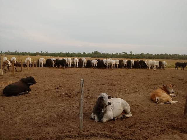 Com alta na produção de grãos, pecuaristas investem em confinamentos na região de Cerejeiras