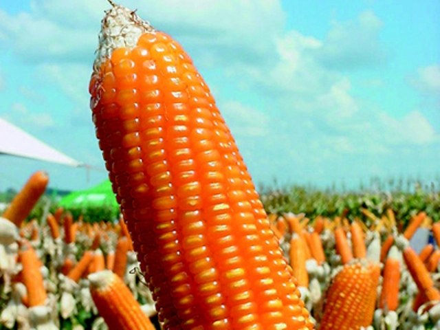 PRODUTORES DE RONDÔNIA AGORA PODEM PARTICIPAR DE LEILÕES DA CONAB