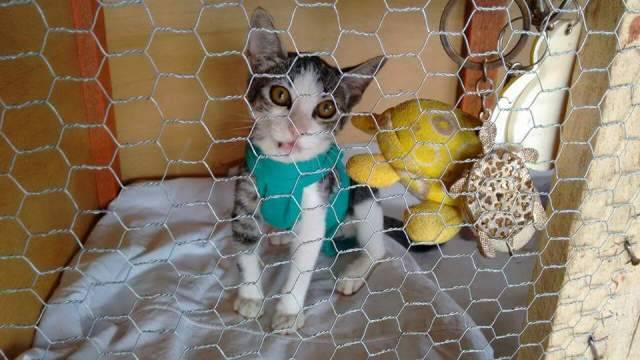 Grupos que resgatam animais nas ruas de Vilhena se unem em ação para arrecadar e manter projeto