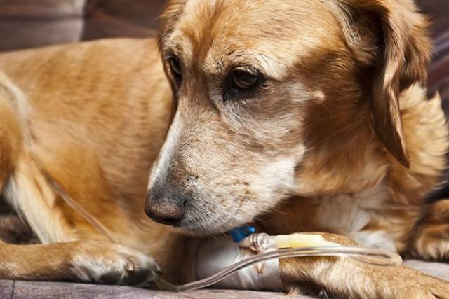 Surto de doença transmitida por vírus mata cães em vários bairros de Vilhena e lota clínica veterinária