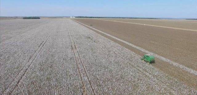 Cultivo de algodão geneticamente modificado poderá gerar novos empregos e aquecer economia de Vilhena