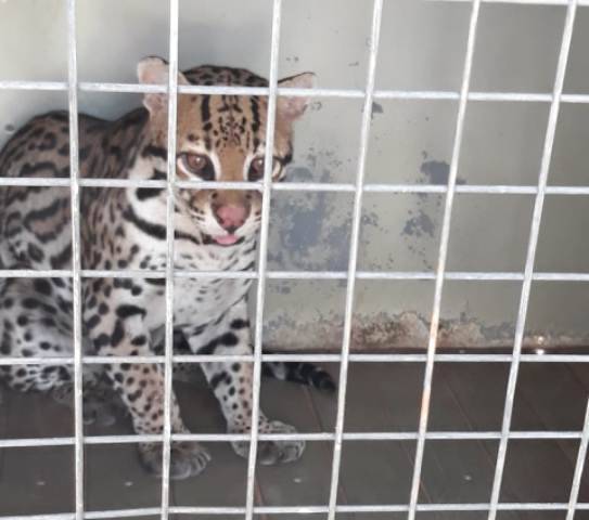 ASSISTA VÍDEO: jaguatirica invade quintais, mobiliza polícia e é capturada por moradores de Chupinguaia