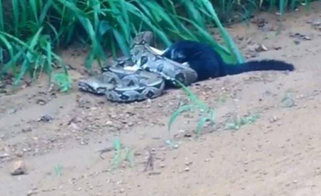 CENA CHOCANTE: jornalista vilhenense filma jibóia estrangulando gato no setor chacareiro da cidade