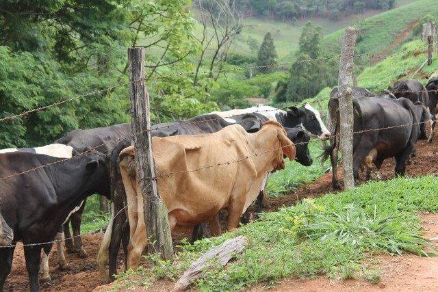 Enquanto idoso fazia tratamento de câncer, ladrões levam 40 cabeças de gado de sítio em Vilhena