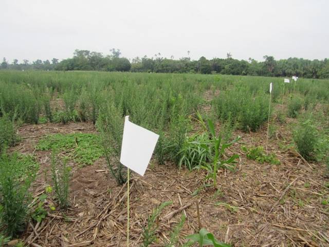 Plantas daninhas ameaçam lavouras de grão no interior do Cone Sul; pesquisa em Cerejeiras tenta achar solução