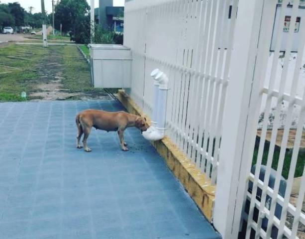 Em Cidade de Rondônia, juíza apaixonada por animais instala comedouro e bebedouro para cães no Fórum