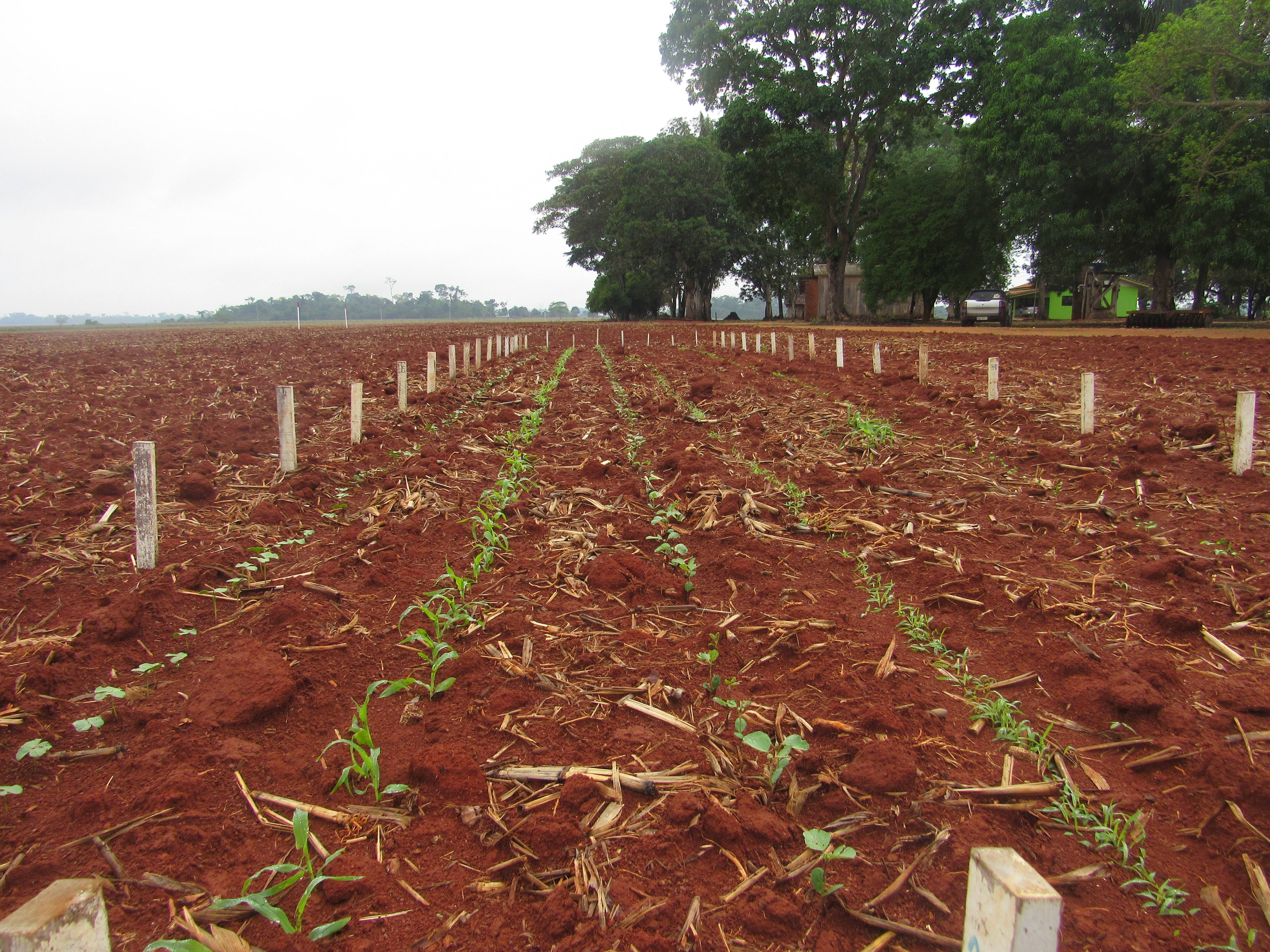 Com apoio de produtores e de entidades rurais, agrônomo implanta estação de pesquisa em Cerejeiras