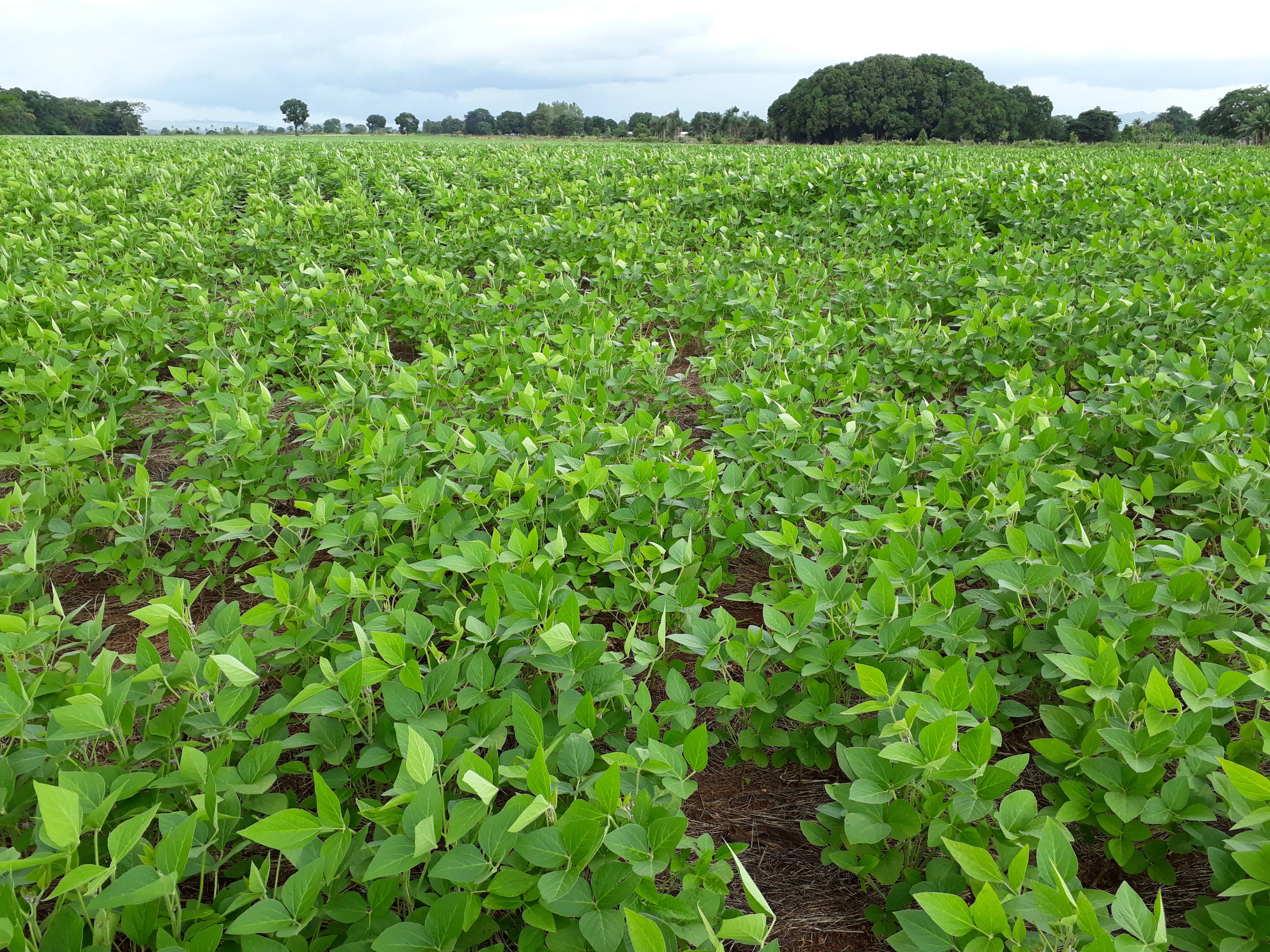 Cerejeiras: com clima bom e investimento no solo, produtores de soja esperam aumento de até 10% na safra