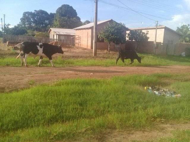 Prefeita de Cacoal é “trollada” por postagem no Facebook e reage com frase ácida; leitores comentam