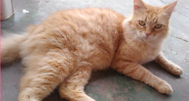Militante em favor de animais oferece recompensa de R$ 500 por gato desaparecido em Vilhena