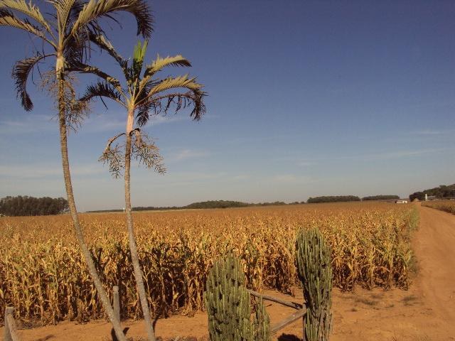 MAIS DE 6.000 HECTARES DO MILHO “SAFRINHA” JÁ ESTÃO PERDIDOS NO CONE SUL