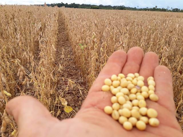 Preocupados com clima e preço, agricultores estão em plena colheita de soja na região de Cerejeiras