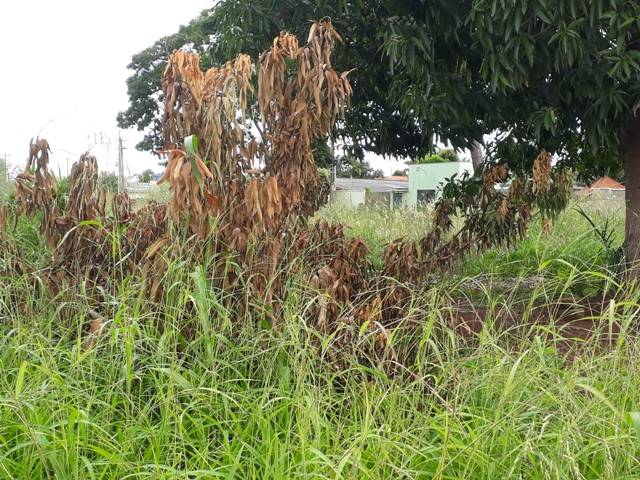 Prefeitura fecha o cerco contra terrenos baldios e promete notificar e multar proprietários em Cerejeiras