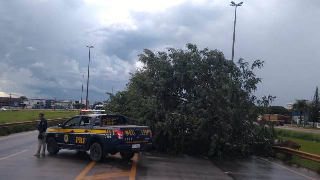 Chuva, com fortes ventos, derruba árvores em Vilhena; BR-364 foi interditada pela PRF durante o vendaval